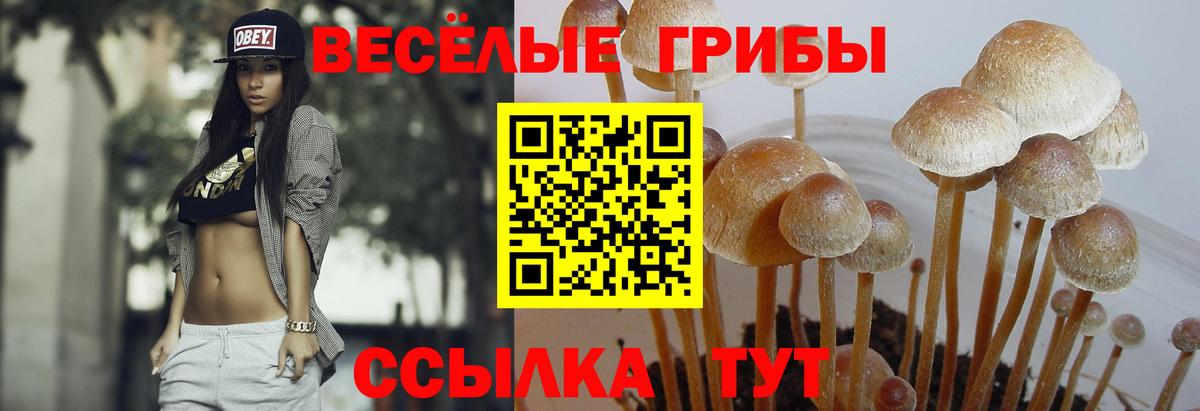 Галлюциногенные грибы Psilocybine cubensis  Вход с VPN  Тельмана 